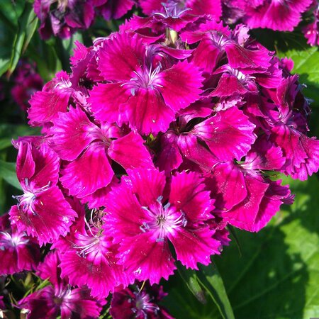 Dianthus 'Dart Purple' - Image by Светлана from Pixabay 
