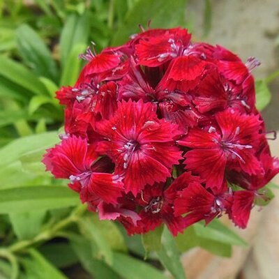 Dianthus 'Dart Scarlet Impr.' - Photo by HitroMilanese (CC BY-SA 4.0)