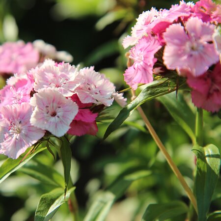 Dianthus 'Dart Pink Magician' - Image by Etienne GONTIER from Pixabay 