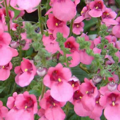 Diascia 'Juliet Pink' - Photo by kevlahead / 101 Images (CC0)
