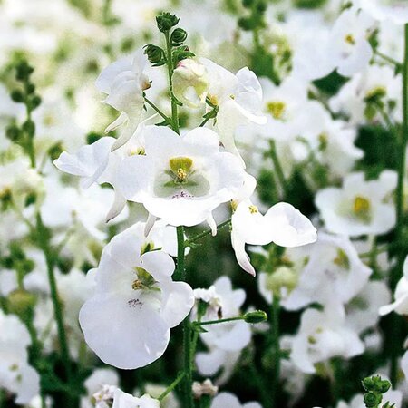 Diascia 'Juliet White' - Public Image here under fair use