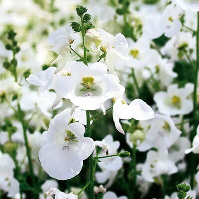 Diascia 'Juliet White' - Public Image here under fair use