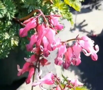 Dicentra 'Candy Hearts' - Public image here under fair use