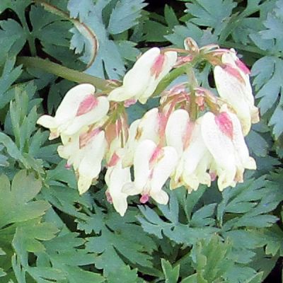 Dicentra "Pearl Drops" - Photo by Leonora (Ellie) Enking (CC BY-SA 2.0)