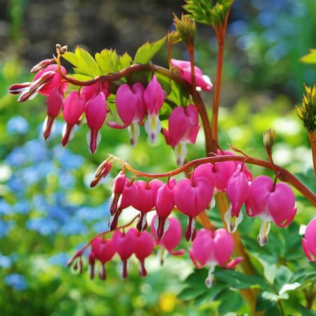 Dicentra spectabilis - Image by RitaE from Pixabay 