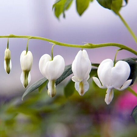 Dicentra spectabilis 'Alba' - Photo by David J. Stang (CC BY-SA 4.0)