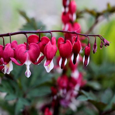 Dicentra Valentine - Image by Sonja Kalee from Pixabay 