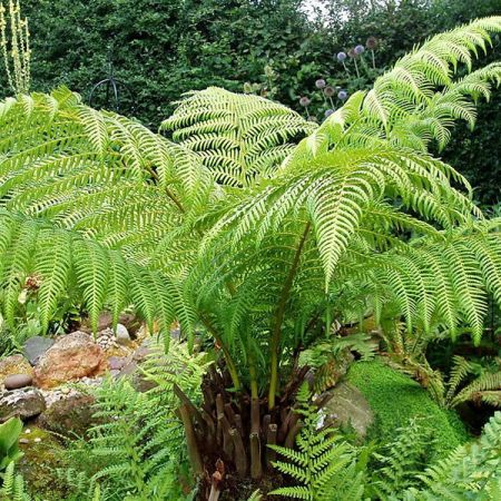 Dicksonia Antarctica - Photo by Amanda Slater (CC BY-SA 2.0)