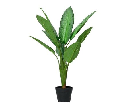Dieffenbachia tree in pot