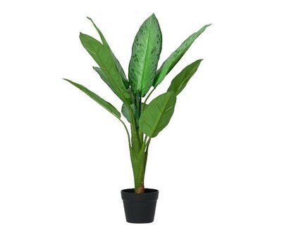 Dieffenbachia tree in pot