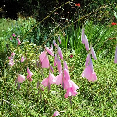 Dierama pulcherrimum - Photo by Jim Linwood (CC BY-SA 2.0)