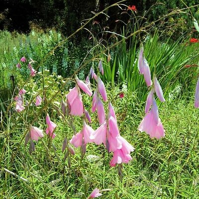 Dierama pulcherinum - Photo by Jim Linwood (CC BY-SA 2.0)