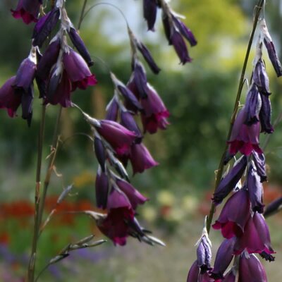 Dierama 'Blackbird' (2L pot)