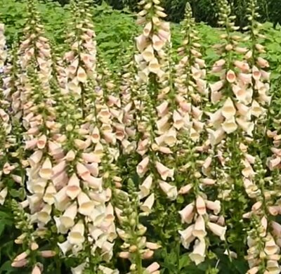 Digitalis 'Dalmation Peach' - Public image here under fair use