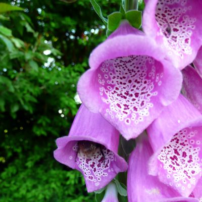 Digitalis 'Dalmation Purple' - Photo by RY