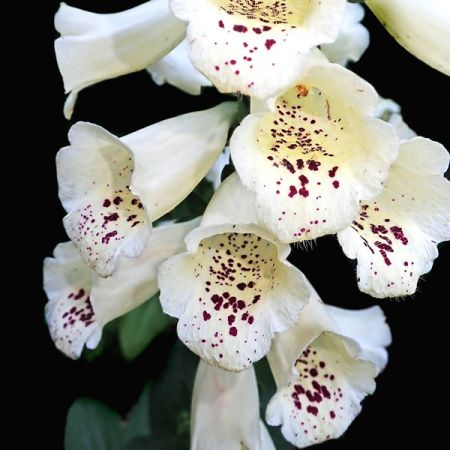 Digitalis "Dalmation White" - Image by Beverly Buckley from Pixabay  