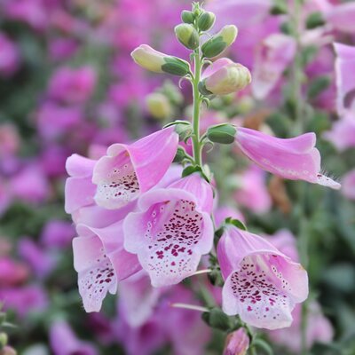 Digitalis 'Lucas Early Pink' - Image by M Ameen from Pixabay 