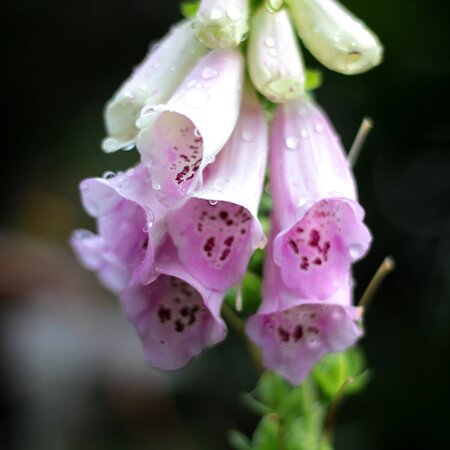 Digitalis 'Lucas Light Pink' - Image by Sonja Kalee from Pixabay