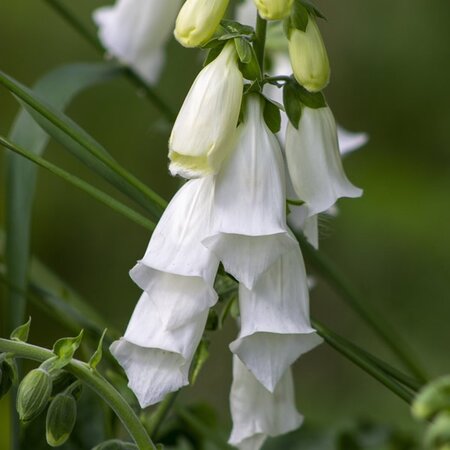 Digitalis 'Lucas' White - Image by Deborah Jackson from Pixabay 