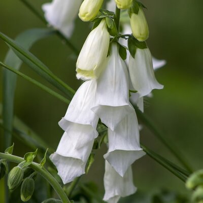 Digitalis 'Lucas' White - Image by Deborah Jackson from Pixabay  
