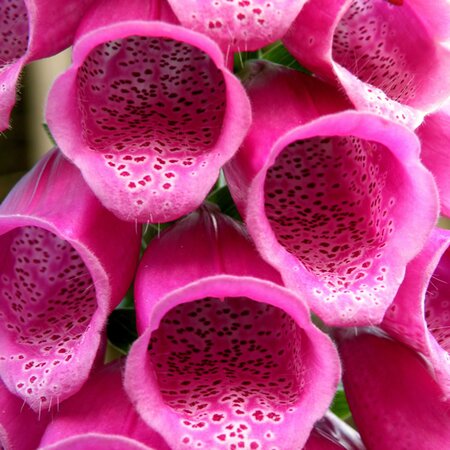 Digitalis 'Lucas XXL Pink' - Image by nepomuk-si from Pixabay 