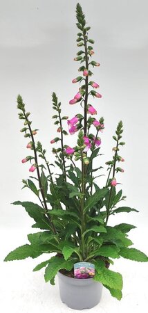 Digitalis 'Panther' - Image courtesy of Ben Vista