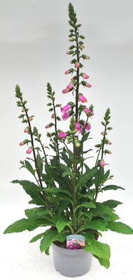 Digitalis 'Panther' - Image courtesy of Ben Vista