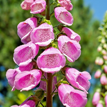 Digitalis 'Panther' - Image by Couleur from Pixabay 