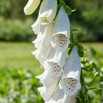 Digitalis Alba - Photo by DoF CC-BY-X (CC BY-SA 4.0)