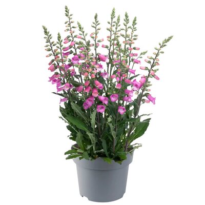 Digitalis 'Hanabee Pink' - Image courtesy of Florensis