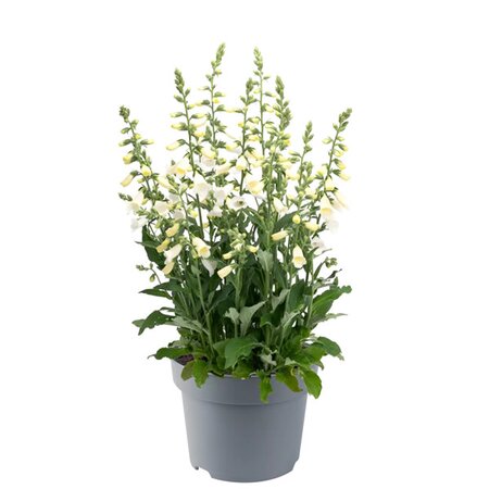 Digitalis 'Hanabee White' - Image courtesy of Florensis