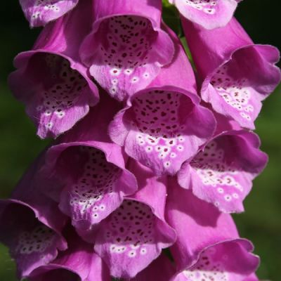 Digitalis Pur. Pink Panther - Image by PublicDomainPictures from Pixabay 