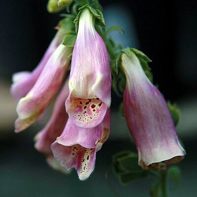 Digitalis purpurea 'Foxy' - Photo by David Stang (CC BY-SA 4.0)