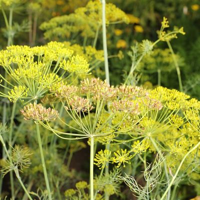 Dill - Image by andreas160578 from Pixabay 
