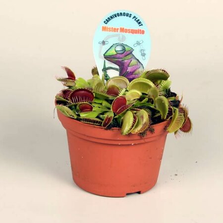 Dionaea 'Venus Flytrap' (12cm pot)