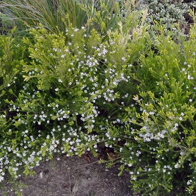 Diosma Ericoides "Sunset Gold" - Photo by Esther Westerveld (Cc BY-SA 2.0)