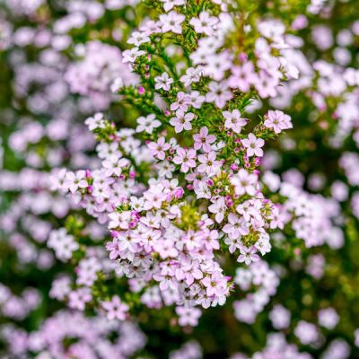 Diosma "Pink Fountain" - Image by David Goulding from Pixabay 