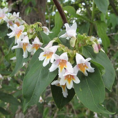 Dipelta floribunda - Photo by Michael Wolf (GFDL)