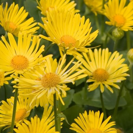 Doronicum 'Leonarda Compacta' - Photo by Karen Arnold (CC0)