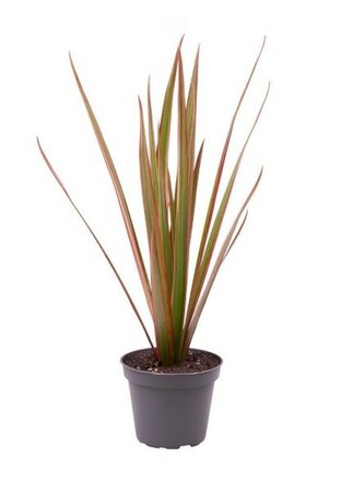 Dracaena 'Bicolor Top' - Image courtesy of Plantline