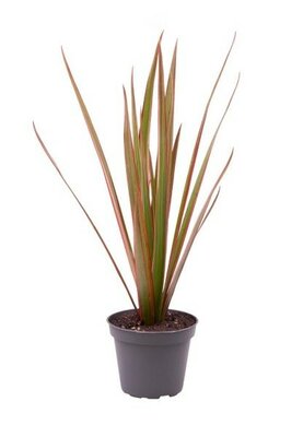 Dracaena 'Bicolor Top' - Image courtesy of Plantline