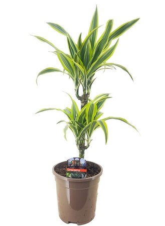 Dracaena frag. 'Lemon Lime' (17cm pot)