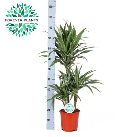 Dracaena 'Warneckei' - Image courtesy of Pannebakker