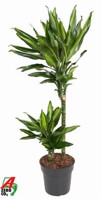 Dracaena fragrans 'Cintho' - Image courtesy of Pannebakker