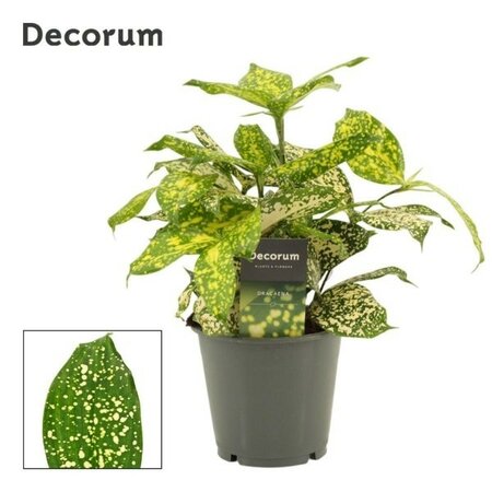 Dracaena 'Godsefiana Decorum' - Image courtesy of Plantline