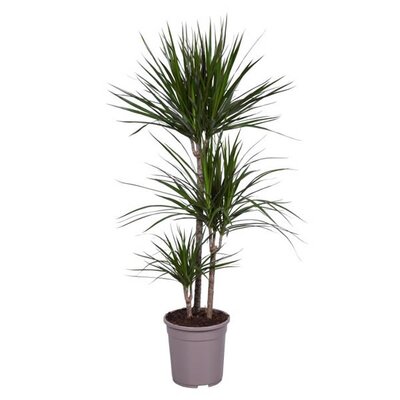 Dracaena marginata - Image courtesy of Pannebakker
