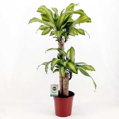 Dracaena 'Massangeana'  (19cm pot)