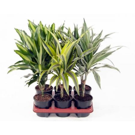 Dracaena mix - Image courtesy of Pannebakker
