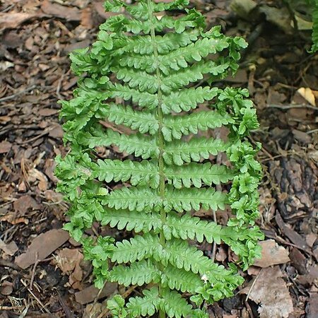 Dryopteris 'Cristata the King' - Photo by Krzysztof Ziarnek, Kenraiz (CC BY-SA 4.0)