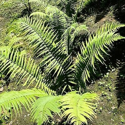 Dryopteris atrata - Photo by Krzysztof Ziarnek, Kenraiz (CC BY-SA 4.0)